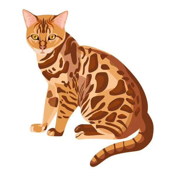 Bengal cat isolated on white. Selective breeding of domestic cats — Stock Vector