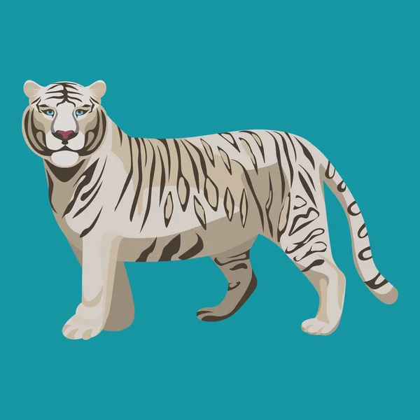 Tigre branco ou branqueado isolado sobre branco. Predador animal raro — Vetor de Stock