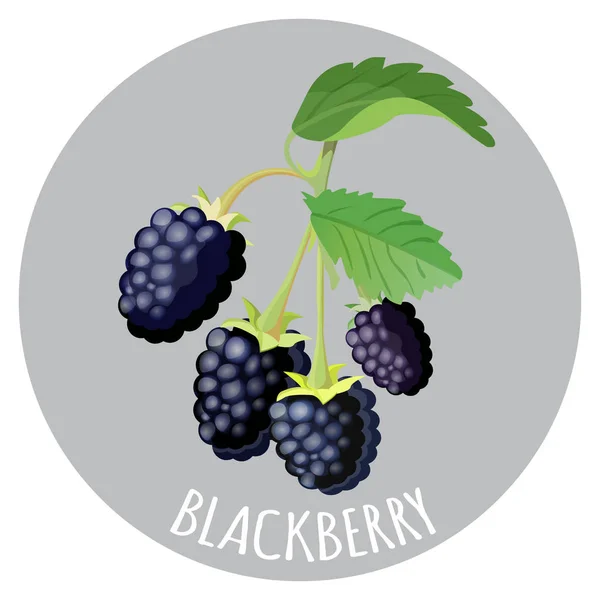 Blackberry with green leaves isolated on grey background. — Stock Vector