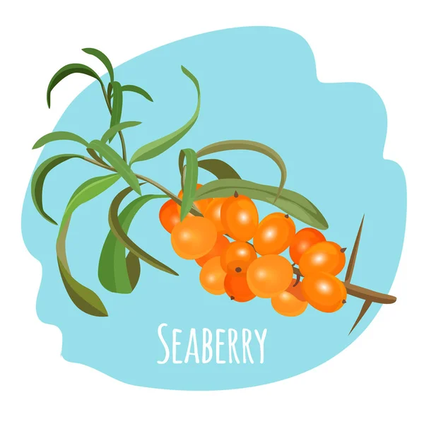 Hippophae sea buckthorn, seaberry, sandthorn, sallowthorn diisolasi pada latar belakang putih . - Stok Vektor