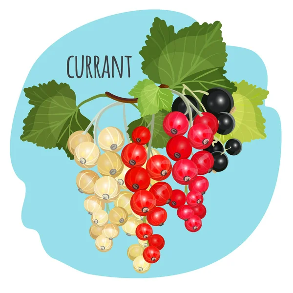 Currant with green leaves of white, black and red color — Stock Vector