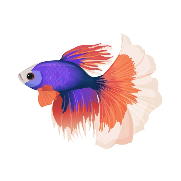 Betta pequeno colorido, peixes aletados por raios de água doce ilustração vetorial realista — Vetor de Stock