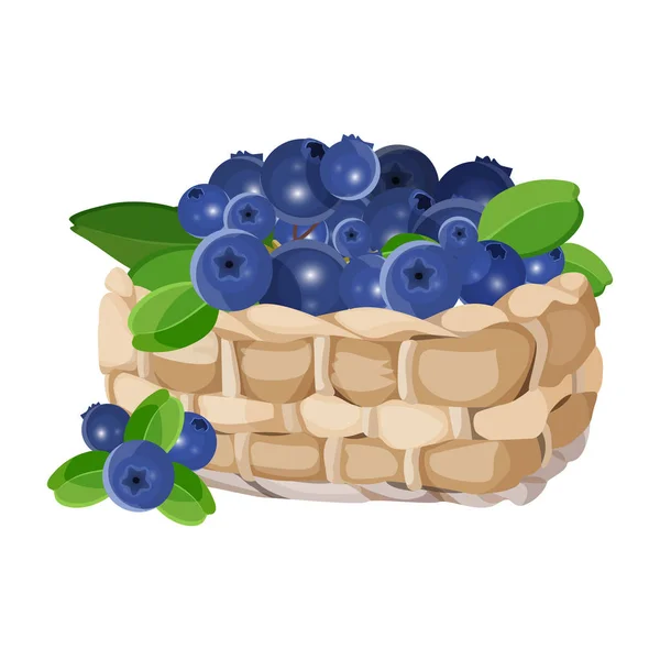 Wicker basket with blueberries realistic vector illustration isolated on white. — Stock Vector