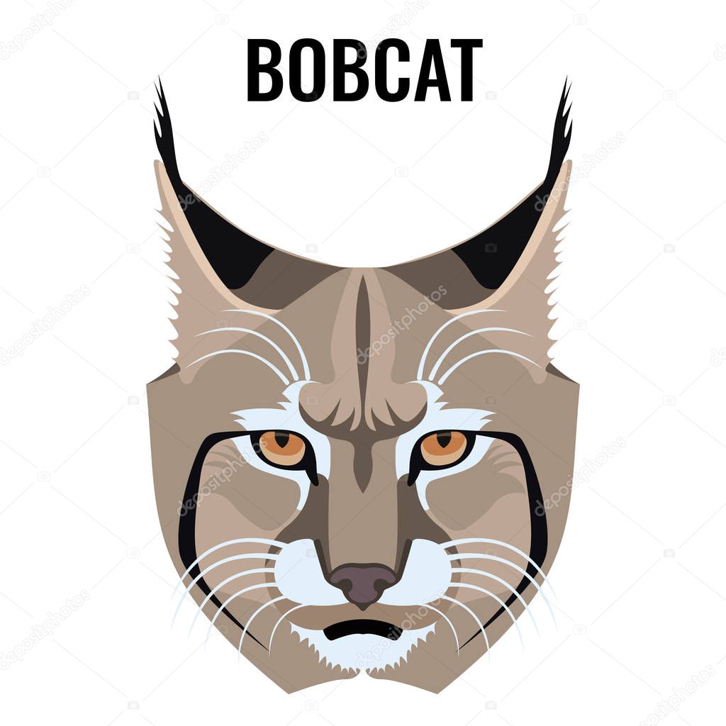 Portrait of bobcat vector illustration isolated on white. Cat specie