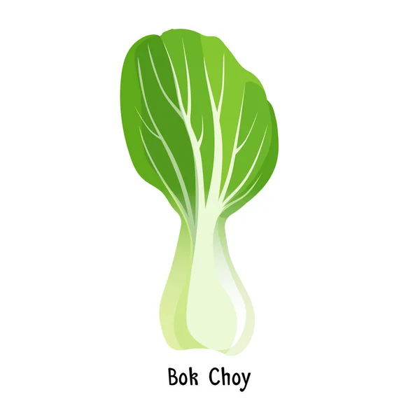 Bok choy ή λάχανο pak choi τύπου του διανύσματος κινέζικο λάχανο — Διανυσματικό Αρχείο