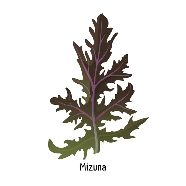 Mizuna kyona Tanaman hijau Jepang atau mustard laba-laba dibudidayakan tanaman - Stok Vektor