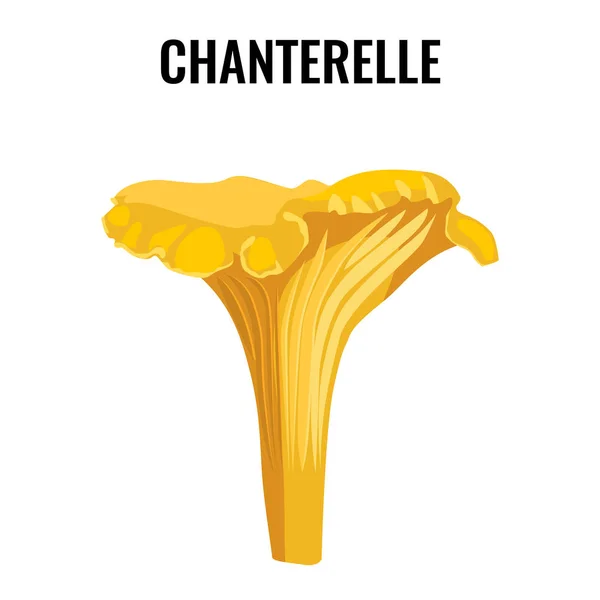 Желтый грибок Chanterelle выделен на белом фоне векторной иллюстрации . — стоковый вектор