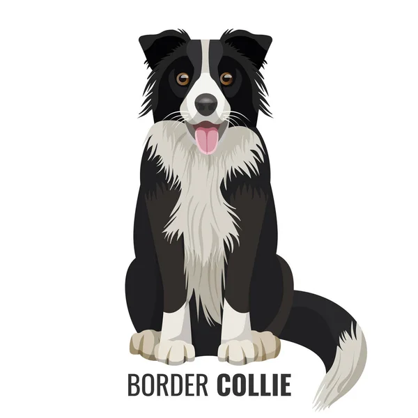 Border Collie pet isolado na ilustração do vetor branco — Vetor de Stock
