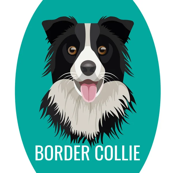 Confine animale domestico Collie isolato su illustrazione vettoriale bianco — Vettoriale Stock