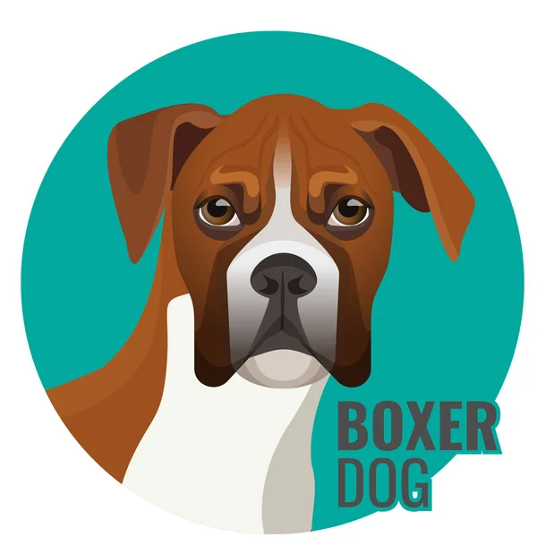 Boxer cane lunghezza intera illustrazione vettoriale isolato su bianco — Vettoriale Stock