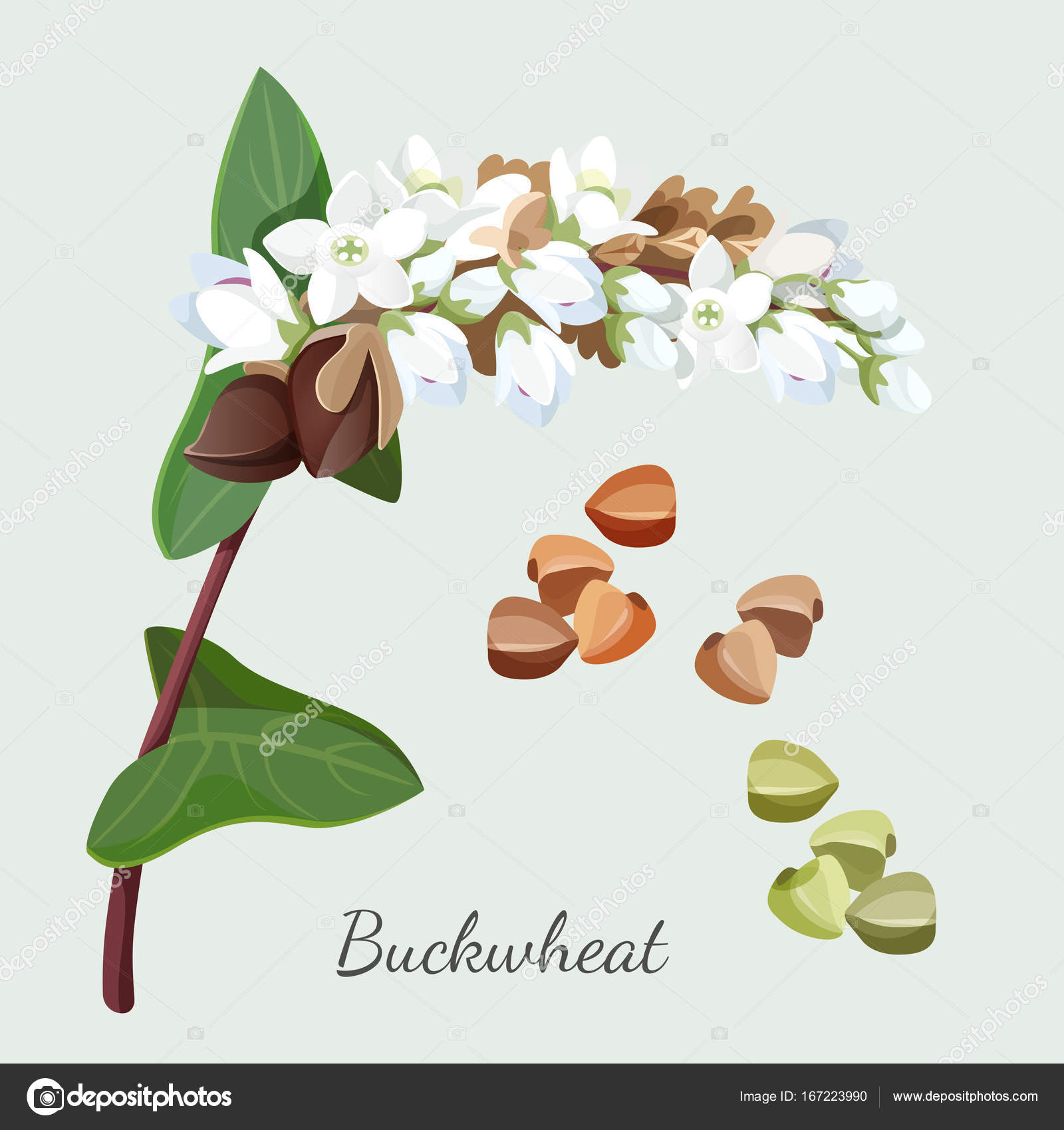 Buckwheat plant and seeds isolated illustration grey Stock Illustration ©godruma