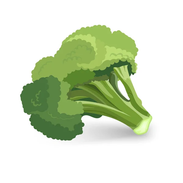 Broccoli groene plant vectorillustratie geïsoleerd op witte achtergrond. — Stockvector