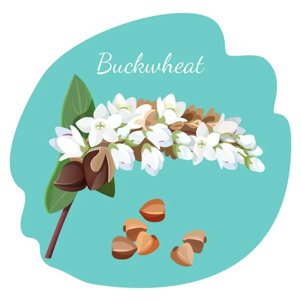 Buckwheat växt och dess frön isolerade illustration på grå — Stock vektor