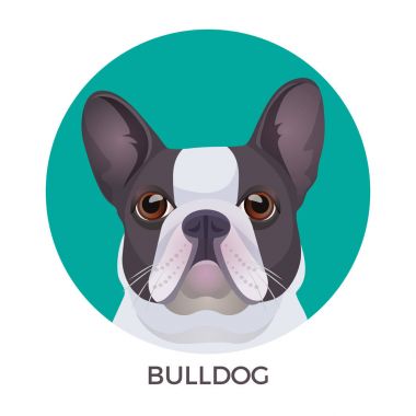 Buldog yüz gri ve beyaz vektör gerçekçi şekilde renkli.