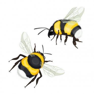Vektör illüstrasyon izole uçan kanatlı iki bumble arılar