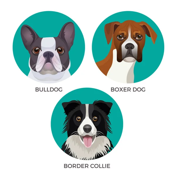 Kort haar buldog, de boxer hond en Bordercollie populaire canine purebreds — Stockvector