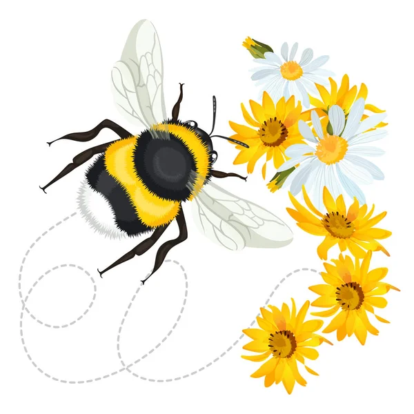 Bumblebee closeup head, trace swirled line on background arnica chamomile — Stock Vector