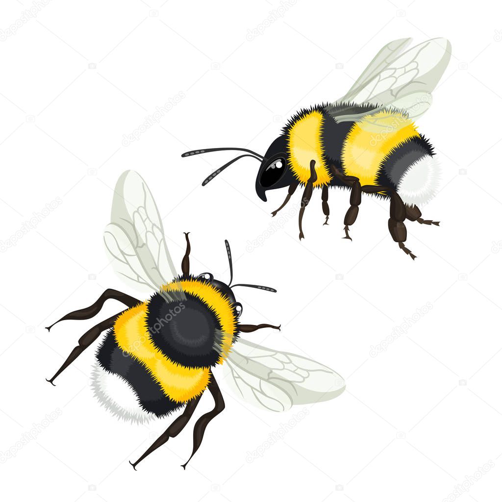 Two bumble bees with wings flying vector illustration isolated