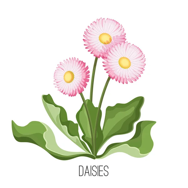 Daisy bloem met groene bladeren close-up realistische vector — Stockvector