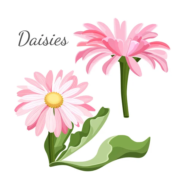 Daisy bloem met groene bladeren close-up realistische vector — Stockvector