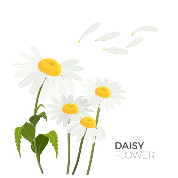 Daisy bloemen met witte bloemblaadjes en gele middelste realistische vector — Stockvector