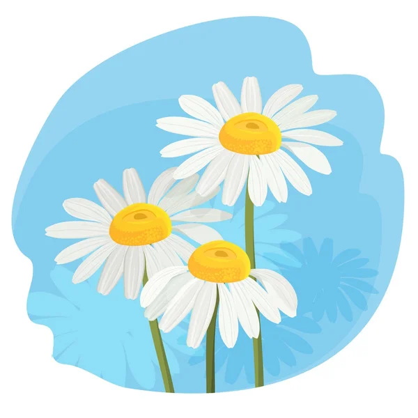 Daisy bloemen met witte bloemblaadjes en gele middelste realistische vector — Stockvector