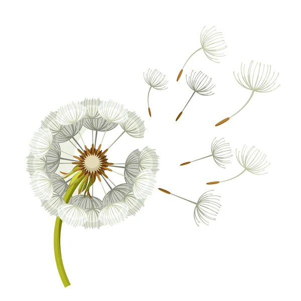 Φυσάει πικραλίδα λουλούδι με εύθραυστα μέρη που φέρουν πράσινο μίσχο — Διανυσματικό Αρχείο