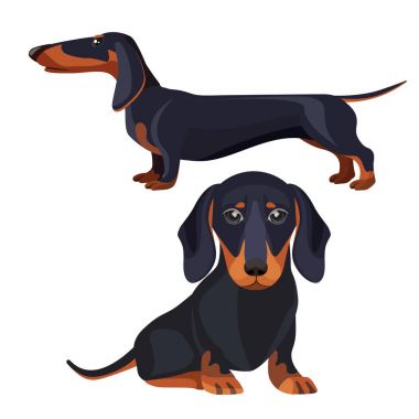 Dachshund Köpek içinde çeşitli durum siyah kürklü