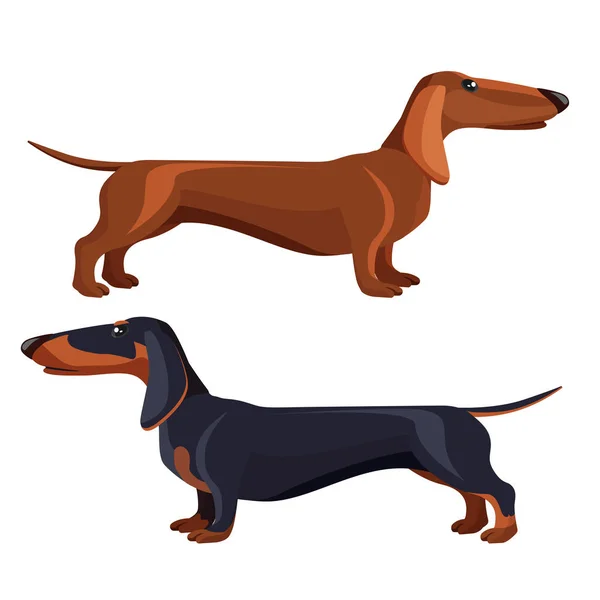 Perro salchicha con piel negra en varias posiciones — Vector de stock