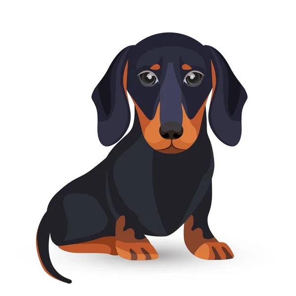 Dachshund cão com pele preta em várias posições —  Vetores de Stock