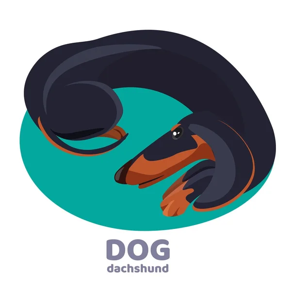 Dachshund cão encontra-se enrolado e relaxar no tapete azul — Vetor de Stock