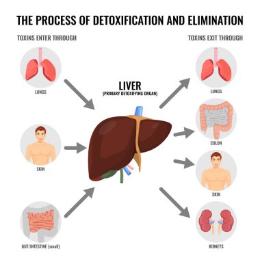 Process of detoxification and elimination cartoon medical poster clipart
