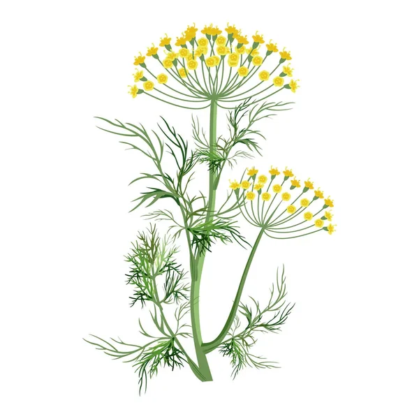 Dill herbal dengan mekar kuning kecil dan batang hijau - Stok Vektor