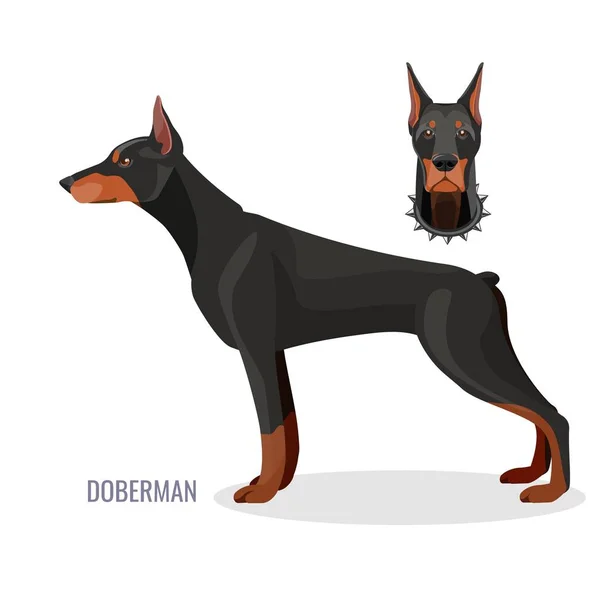 Doberman lindo com pele lisa escura fica em perfil — Vetor de Stock