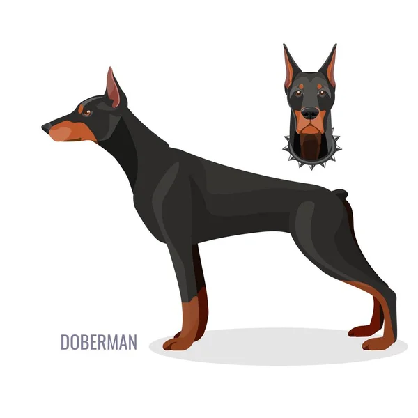 Precioso doberman con piel lisa oscura de perfil — Archivo Imágenes Vectoriales