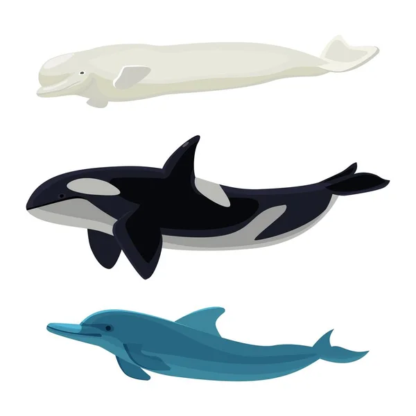 Set of dolphin, killer whales and orca aquatic marine mammals — Stock Vector