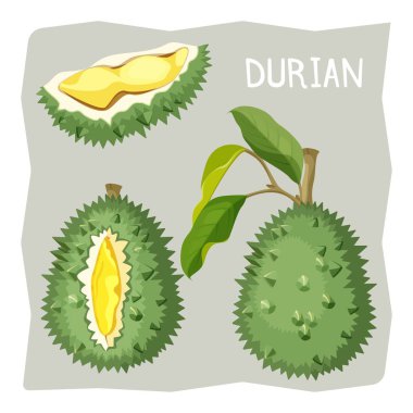 Durian meyve dalı parçası ile keskin kırık Cilt