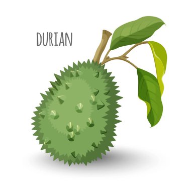 Exotic durian in sharp closed skin with leaves clipart
