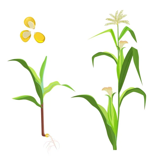 Sockermajs blommande växt och frön vektorillustration isolerade — Stock vektor