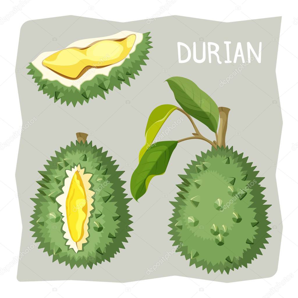 Durian fruit in sharp cracked skin with piece of branch