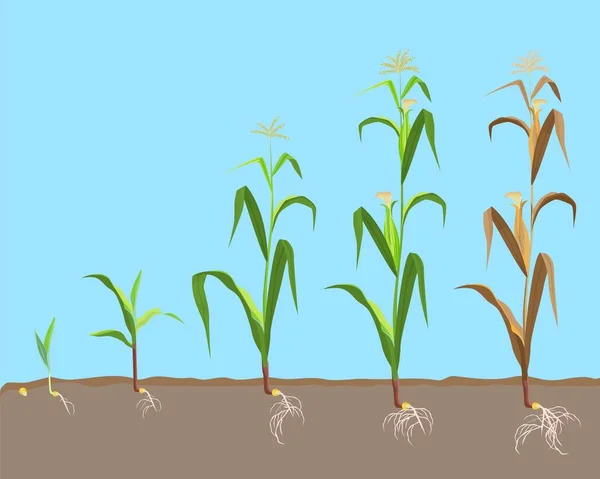 Planta moribunda de milho doce de pequeno broto até planta seca , — Vetor de Stock