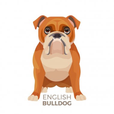 İngiliz Bulldog ırkı, orta ölçekli İngilizce bulldog kaslı, iri köpek yavrusu