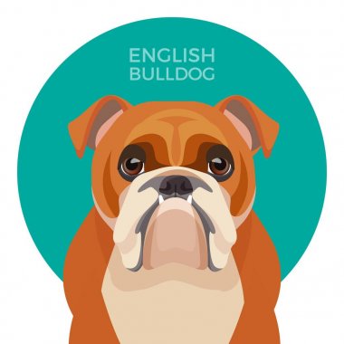 İngilizce bulldog orta ölçekli doğurmak, İngiliz Bulldog kaslı, iri köpek yavrusu