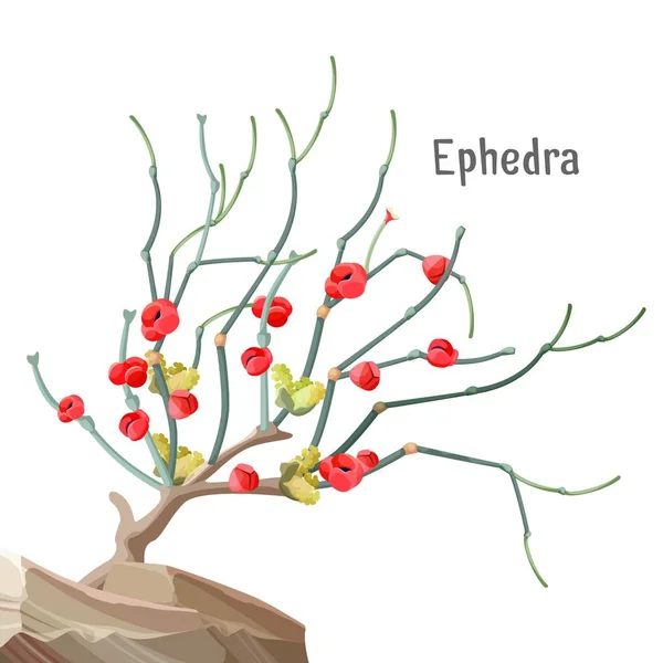 Ephedra árbol generalizado que crece en la piedra, el pino común, el abeto común , — Vector de stock