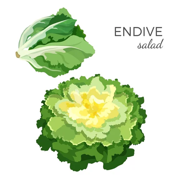 Illustration vectorielle végétale biologique fraîche salade d'endives — Image vectorielle