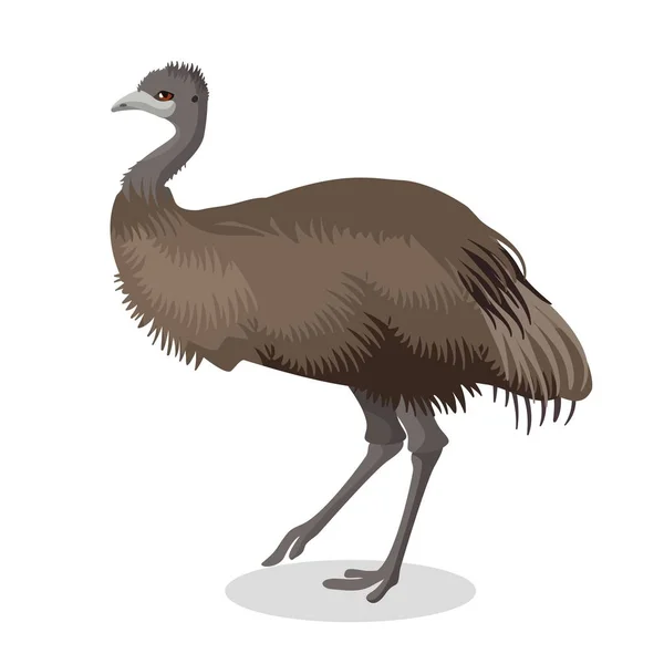EMU vogel volledige lengte portret geïsoleerd op witte achtergrond — Stockvector