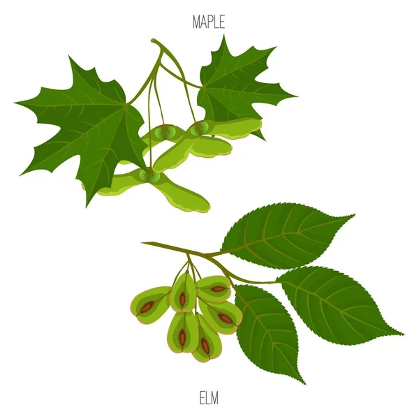 Arce y olmo hojas semillas vector verde acer hojas muestras — Vector de stock