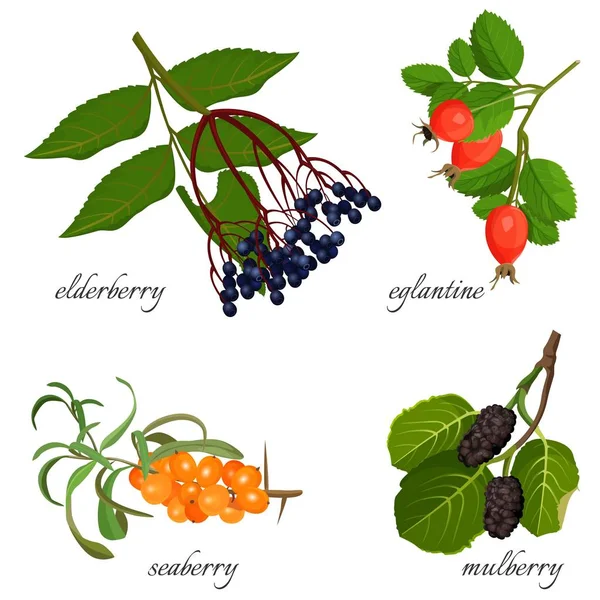 Blue elderberry, ripe eglantine, fresh seaberry and sweet mulberry — Stock Vector