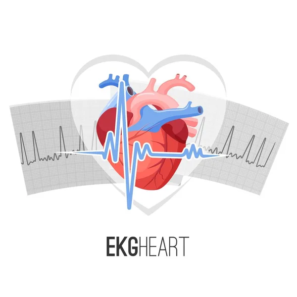 Leituras de EKG sobre papel e coração humano emblema promo — Vetor de Stock