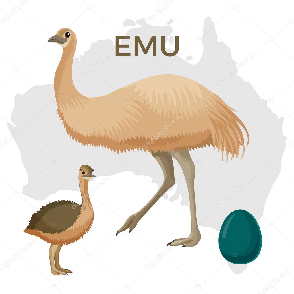 Emu bird, small and large isolated on white, small chick